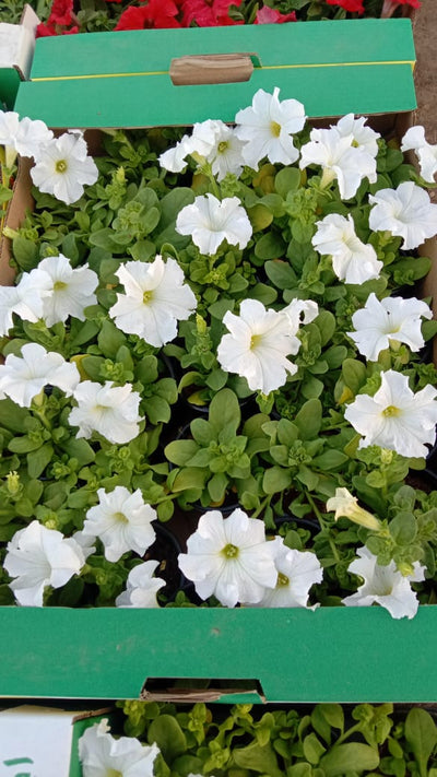 Flowers Petunia Premium Outdoor Plants Dubai
