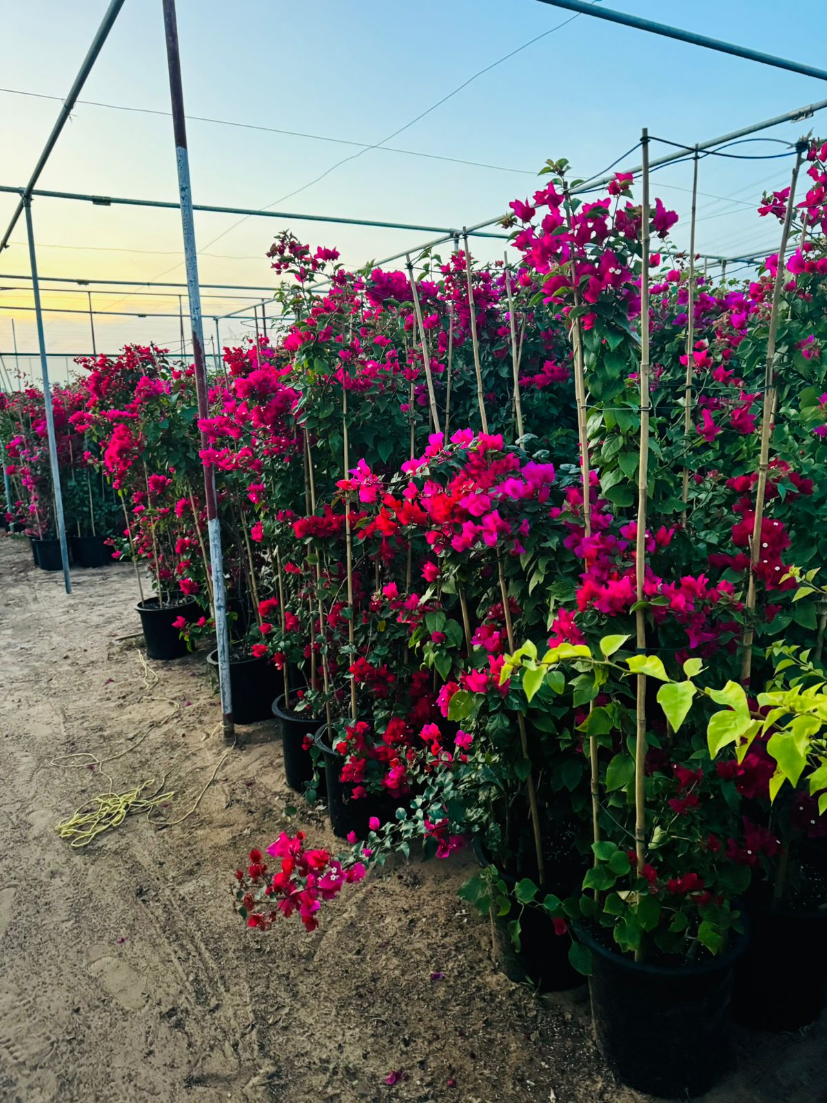 Large Bougainvillea 189cm to 2m PROMO