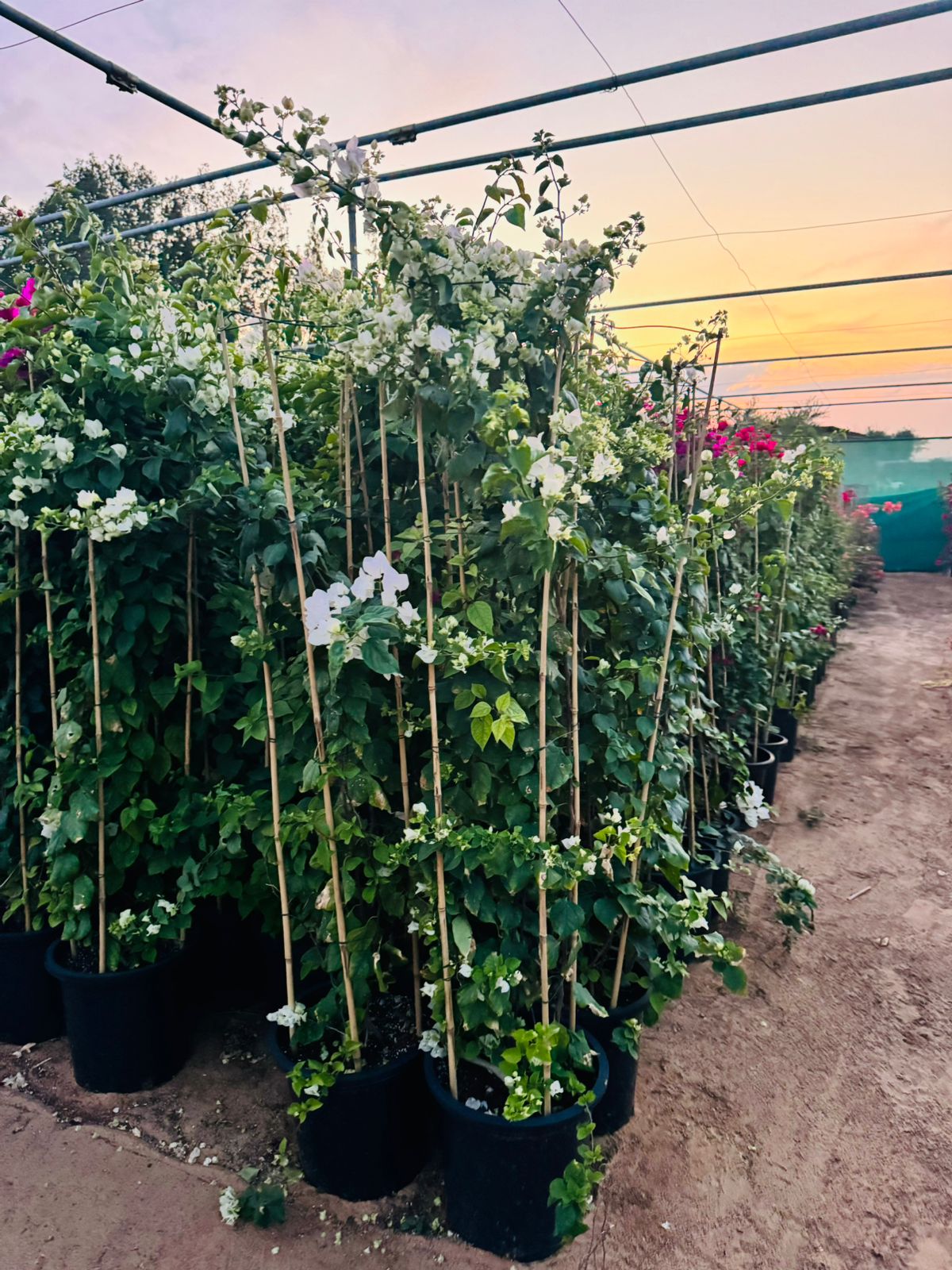 Large Bougainvillea 189cm to 2m PROMO