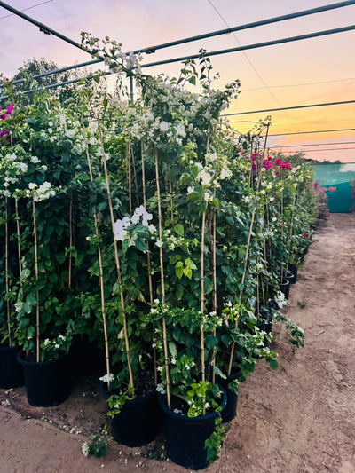Large Bougainvillea 189cm to 2m PROMO