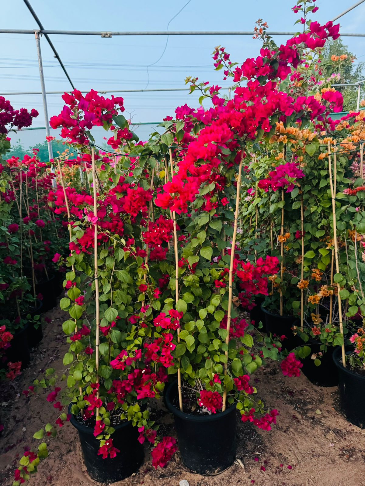 Large Bougainvillea 189cm to 2m PROMO