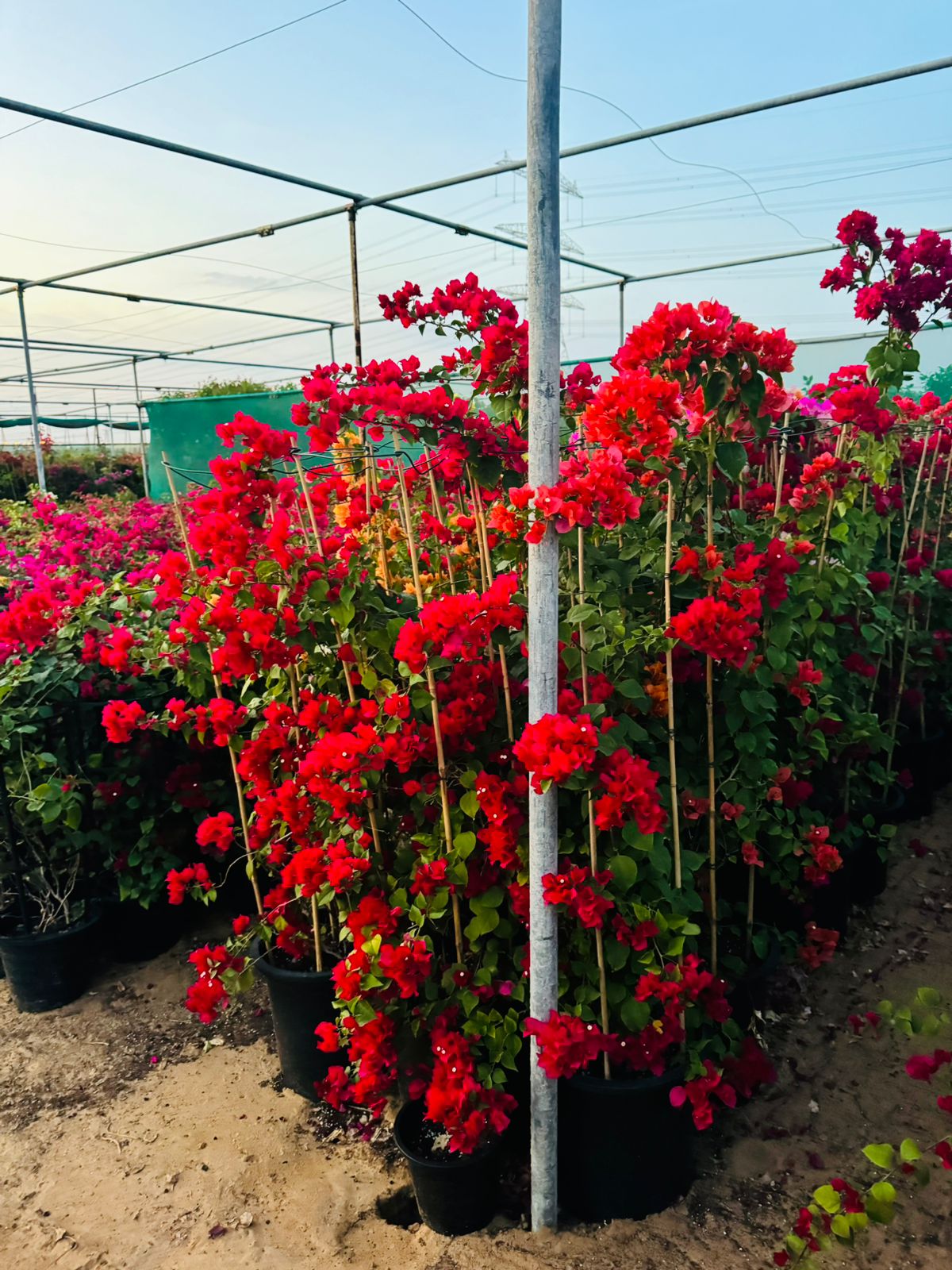 Large Bougainvillea 189cm to 2m PROMO