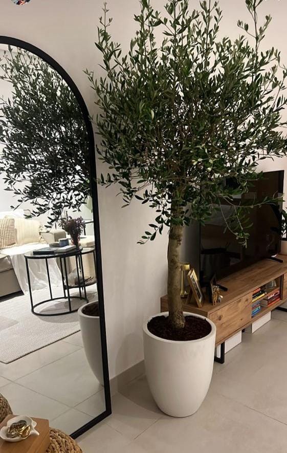 Olive Tree Indoor  2m Wow Sale