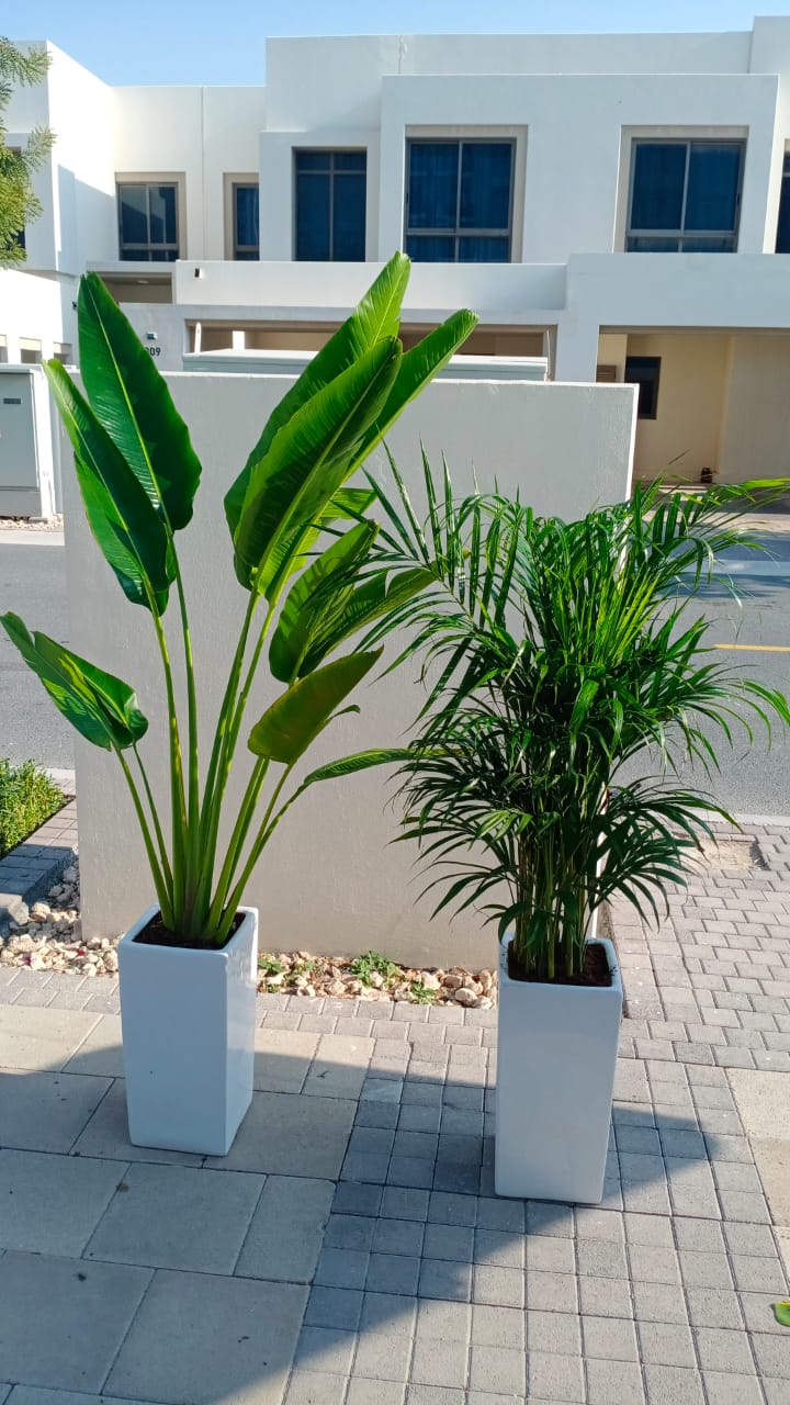 Indoor Plants Bundle Medium Travellers Palm + Areca