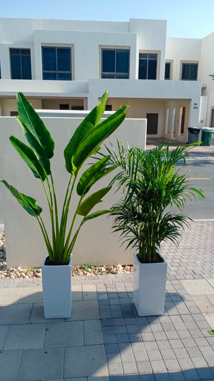 Indoor Plants Bundle Medium Travellers Palm + Areca