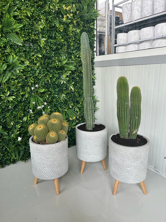 Cactus Bundle Premium Holland in Fiber Pots (3pc) New
