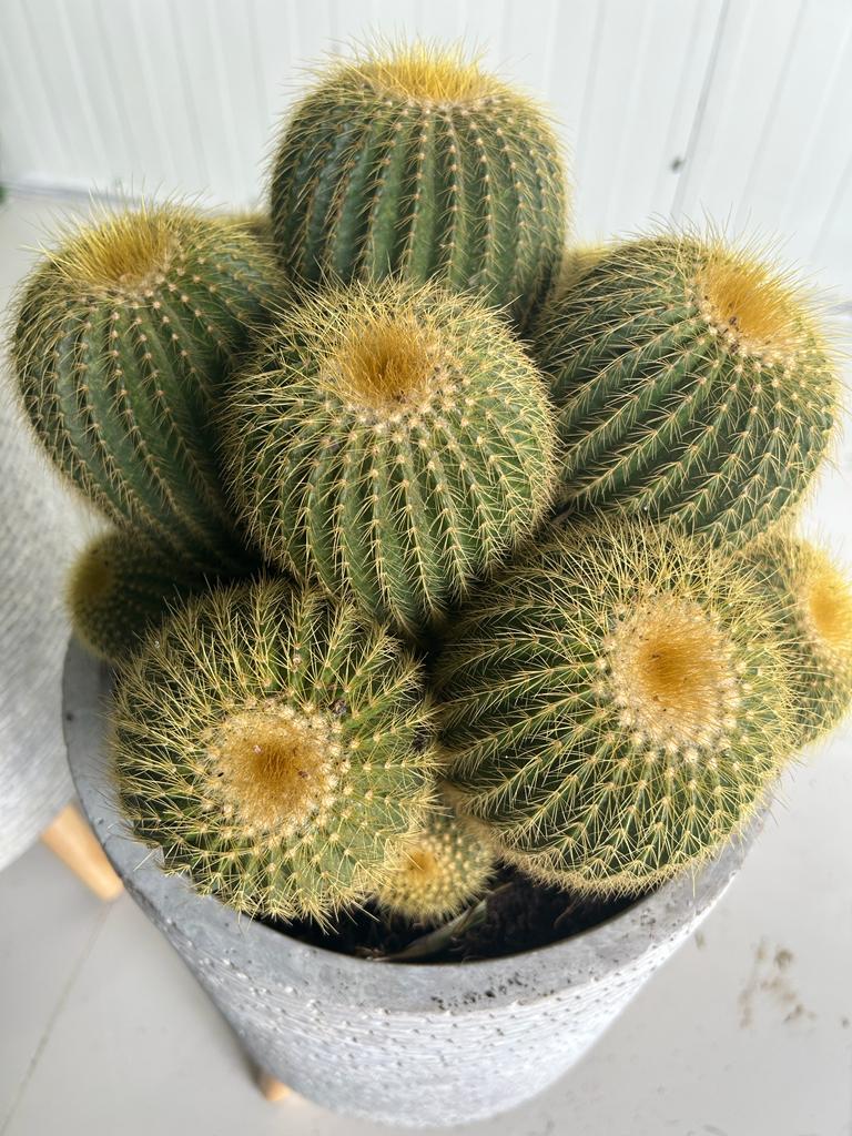 Cactus Multiple in fiber New