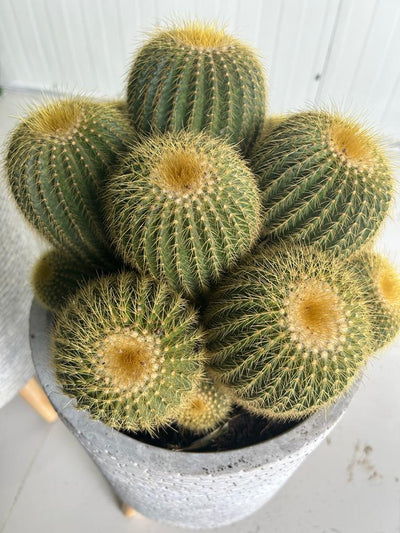 Cactus Multiple in fiber New