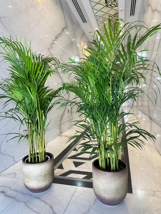 Areca in Beige Bundle Pot Collection New