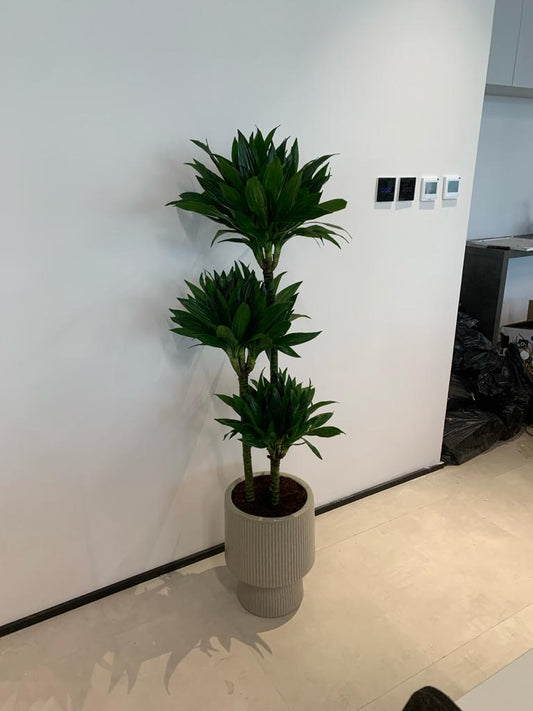 Office Plant Dracaena 3 layer in Beige New