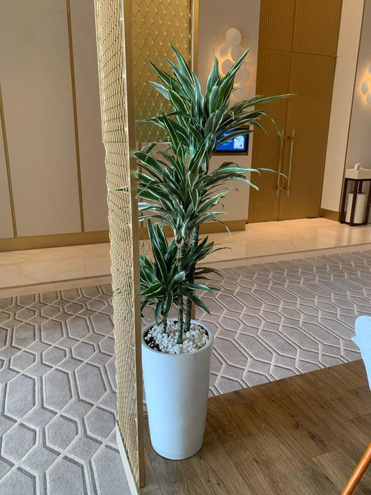 Dracaena in Long Pot PROMO