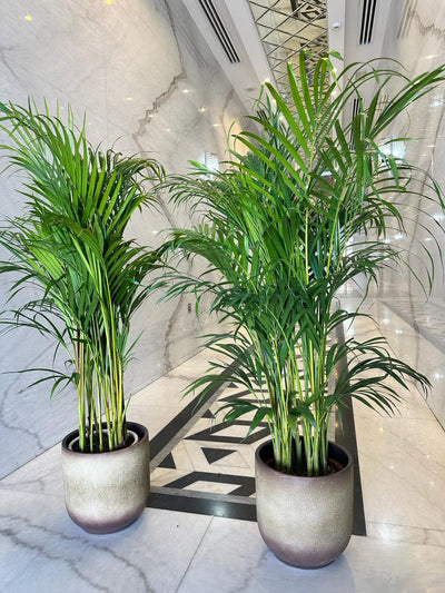 Areca in Beige 140cm to 150cm Each