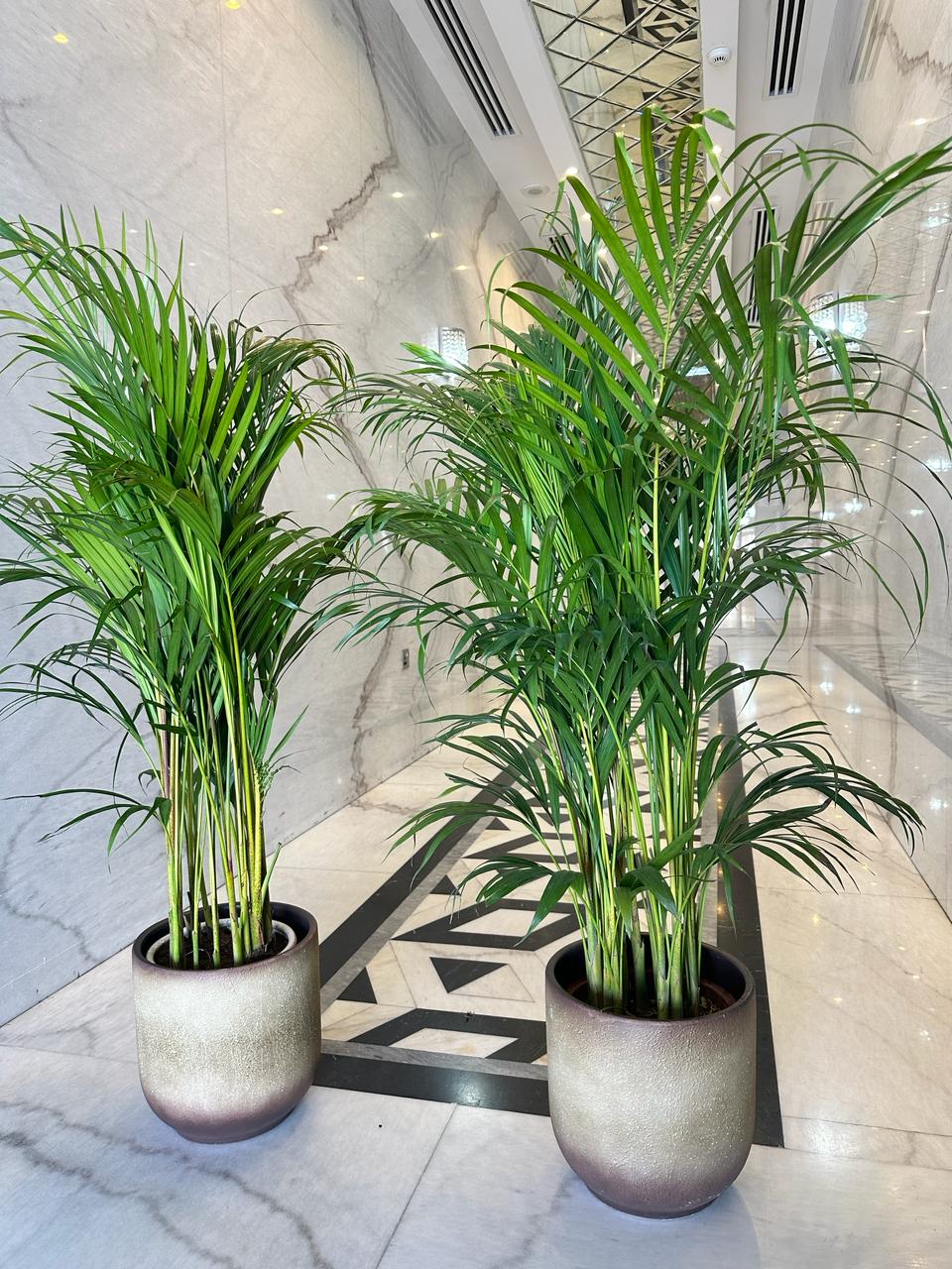Areca in Beige 140cm to 150cm Each