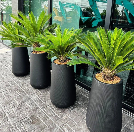 Office Plants Sago Palm 4pc Premium Bundle
