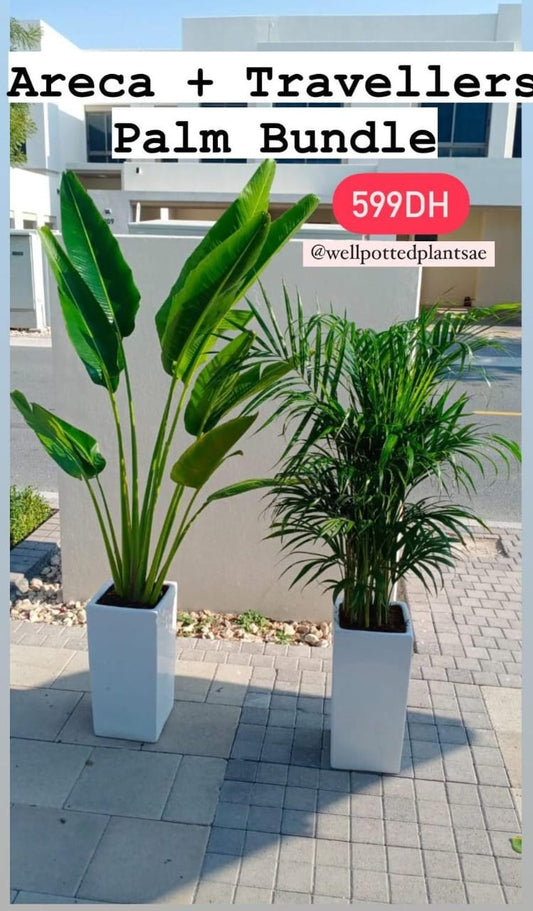 Air Purifying Combo Big Plants PROMO