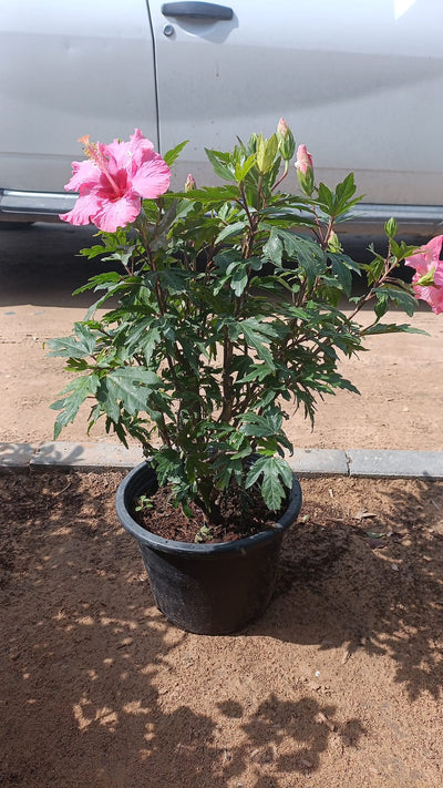 Hibiscus Flower