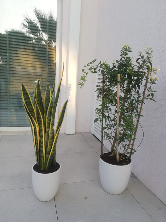 Outdoor Bundle ( Sanseveria + Jasmine) New