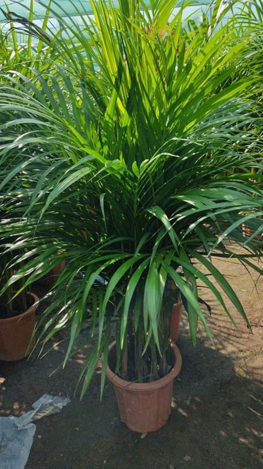 Areca Palm New