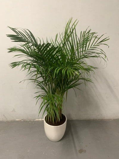 199DH Areca Palm Tree Bushy in Ceramic Pot PROMO