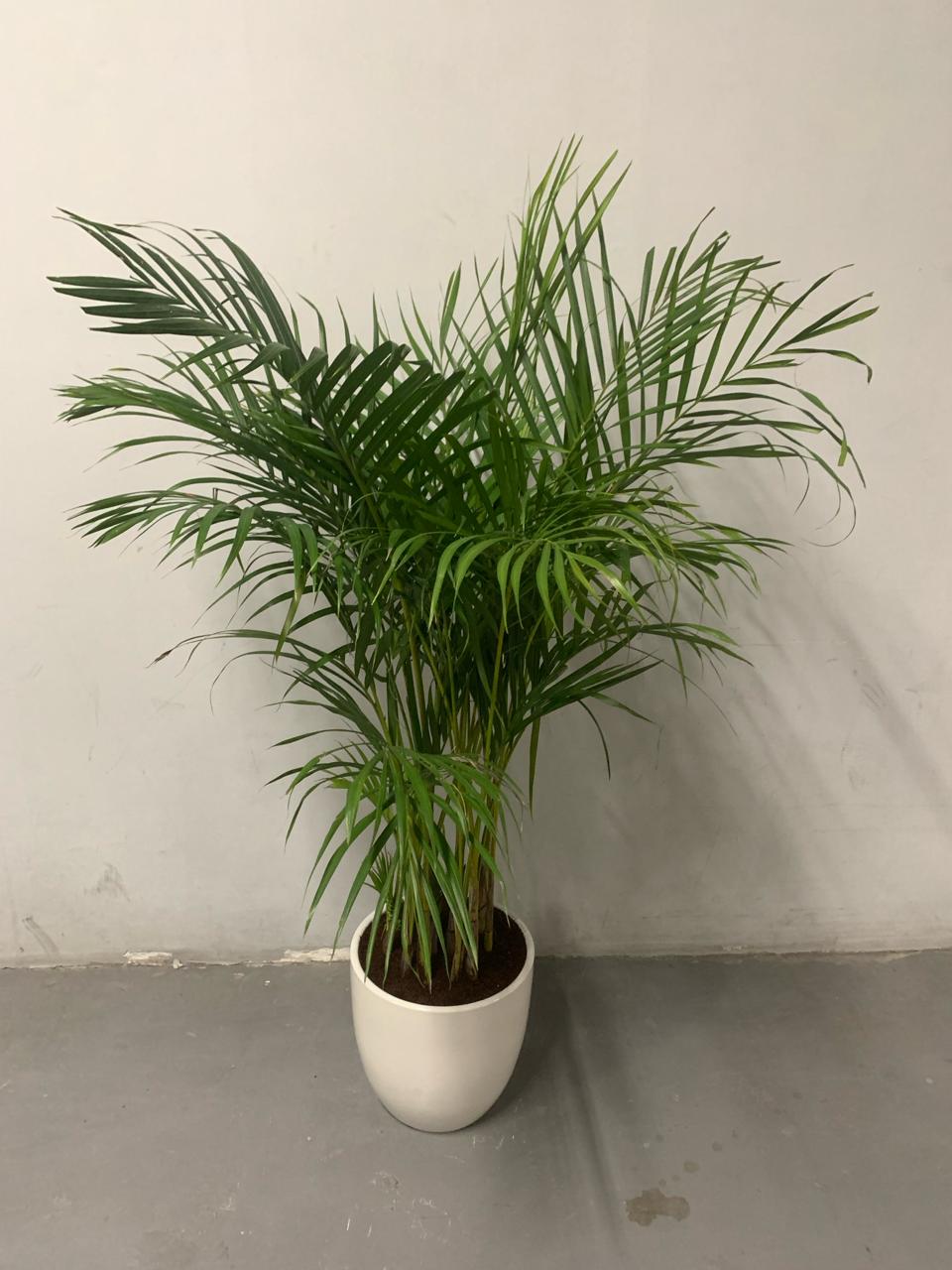 199DH Areca Palm Tree Bushy in Ceramic Pot PROMO