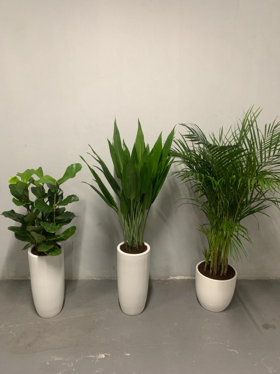 AA Office Plant Best Low-Light Bundle Plants WOW