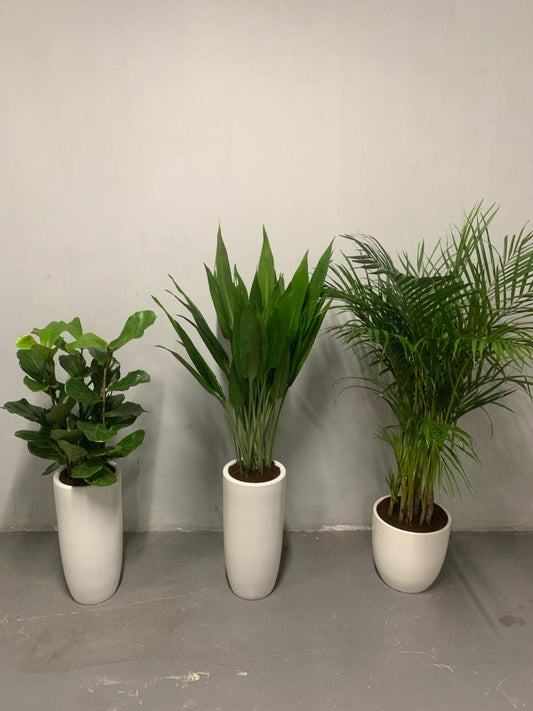 Office Plant Best Low-Light Bundle Plants