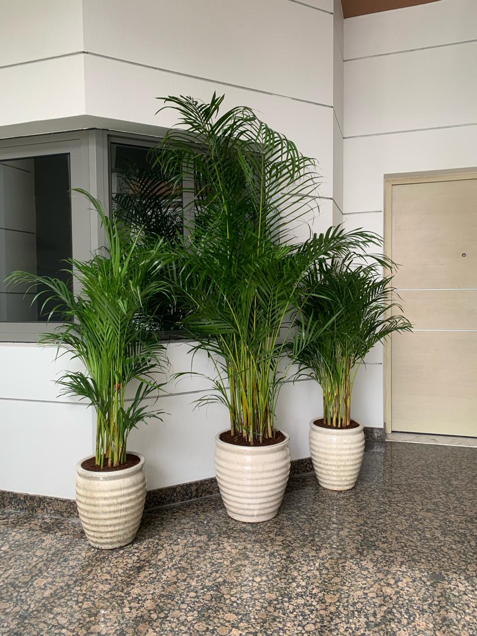 AA Office Plant Areca 1 Large+ 2 Medium (3pcs) in Beige Bundle New