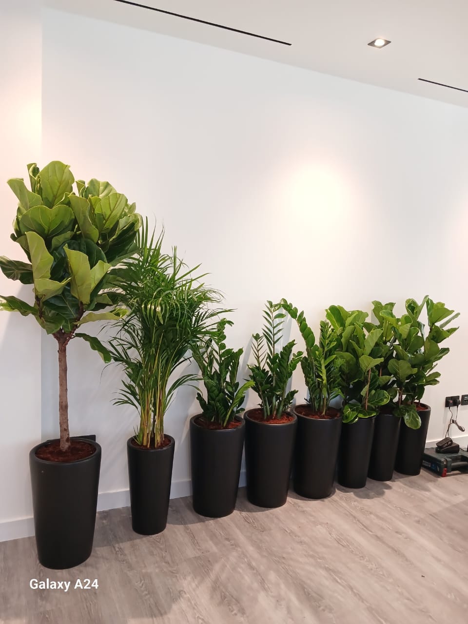 Office Plants 8pc Air Purifying Bundle