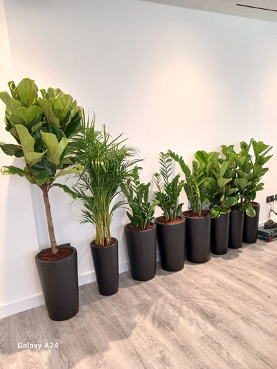 Office Plants 8pc Air Purifying Bundle