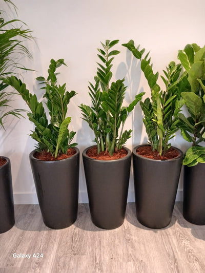 Office Plants 8pc Air Purifying Bundle