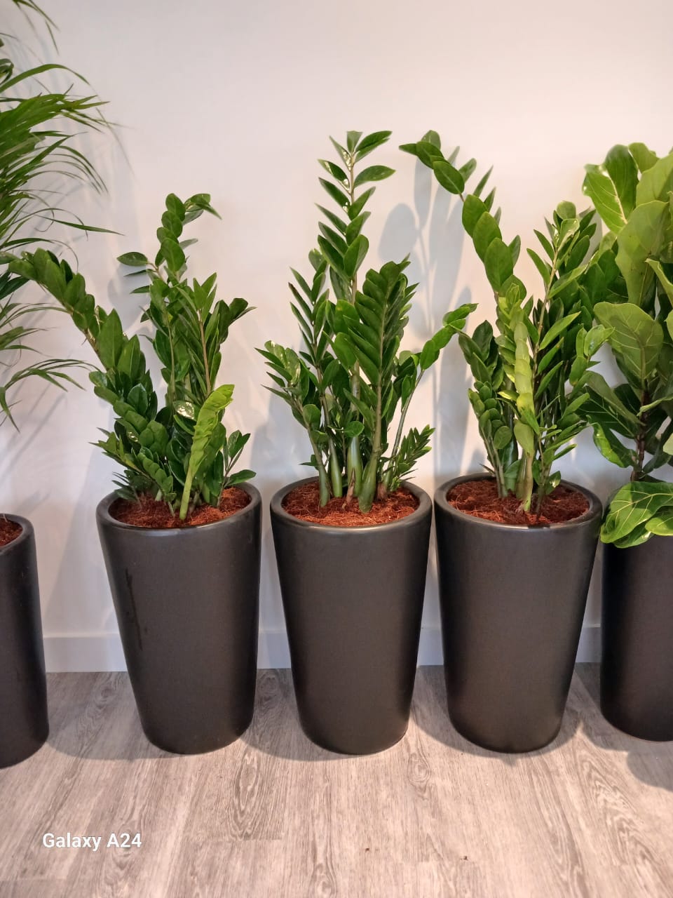 Office Plants 8pc Air Purifying Bundle