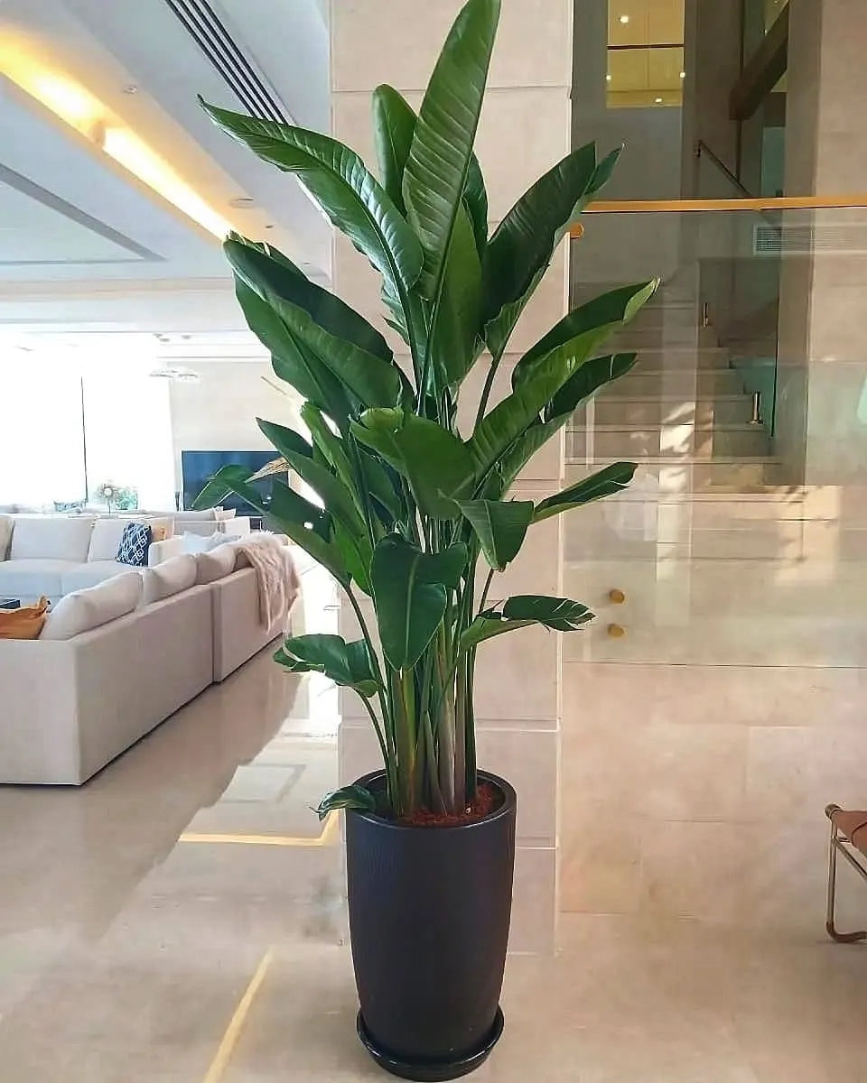 AA Office Plant Birds of Paradise XL in Black Matte New