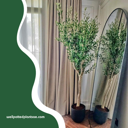 Office Plant Olive 1.8m to 2m PROMO