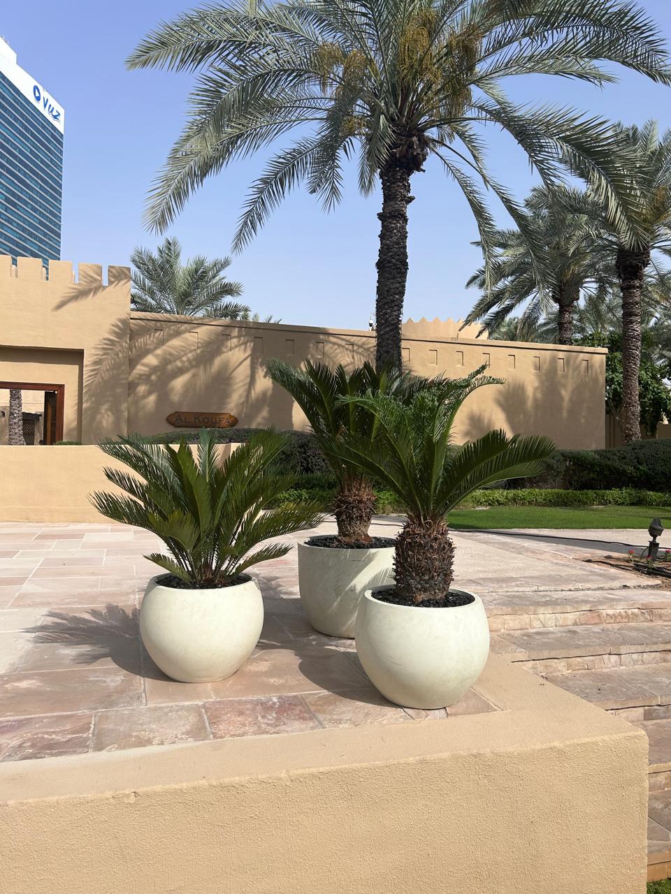 Outdoor Plants Bundle Sago Palm Premium in Fiber New