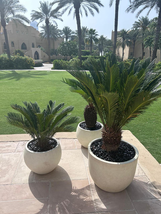 Outdoor Bundle Sago Palm in Fiber New