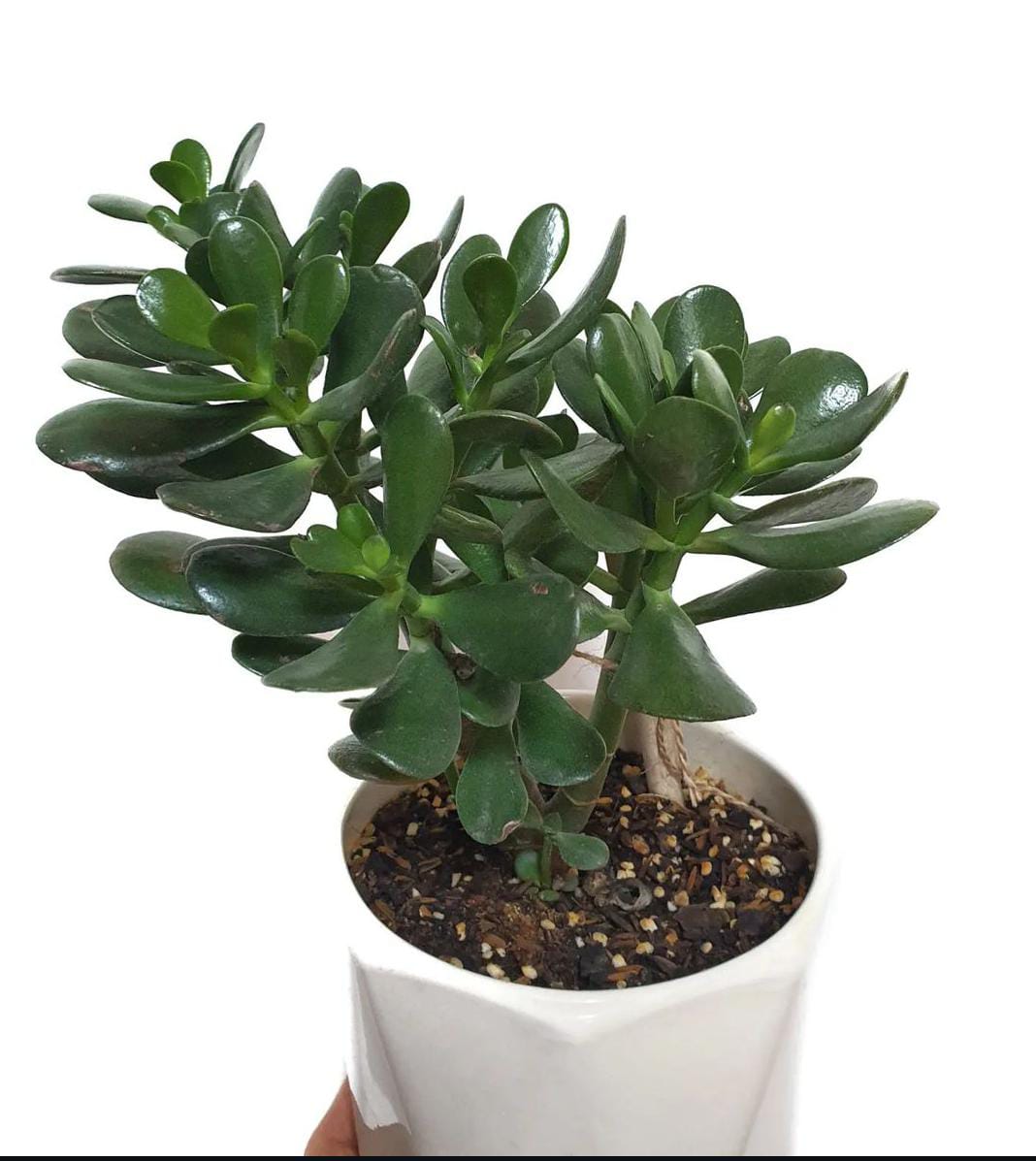 Jade Table Plant New