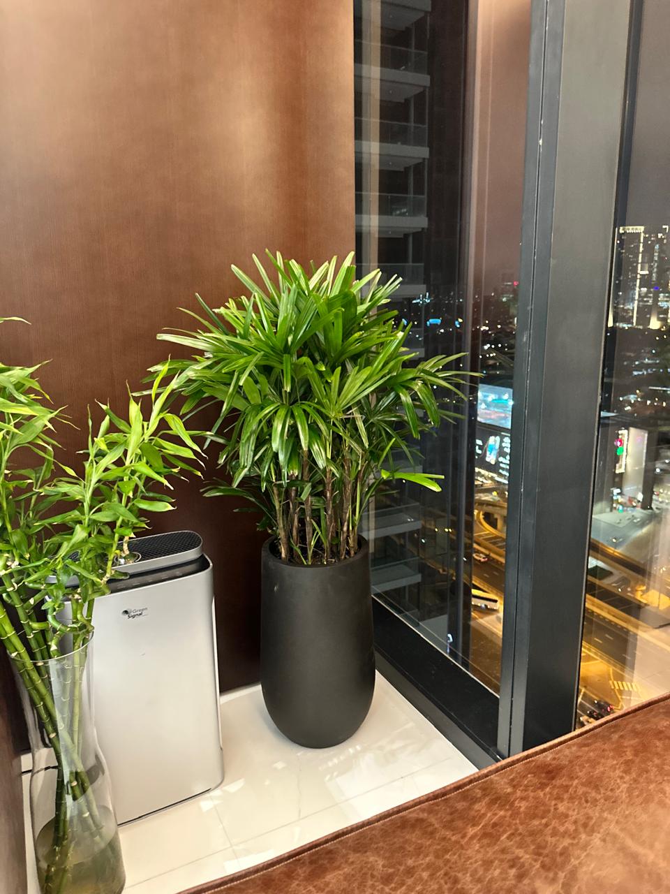 Office Plant Lady Palm in Fiber Black New