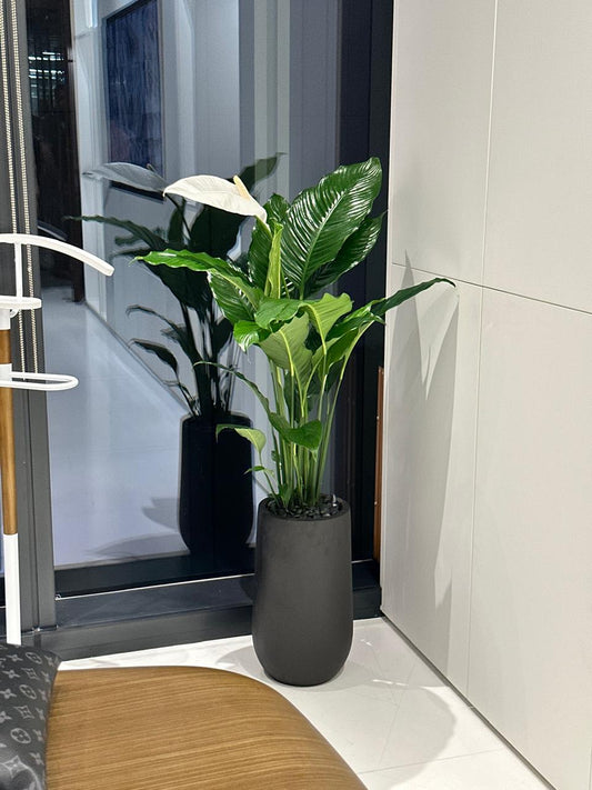 Office Plant Big Peace lily in Fiber Black