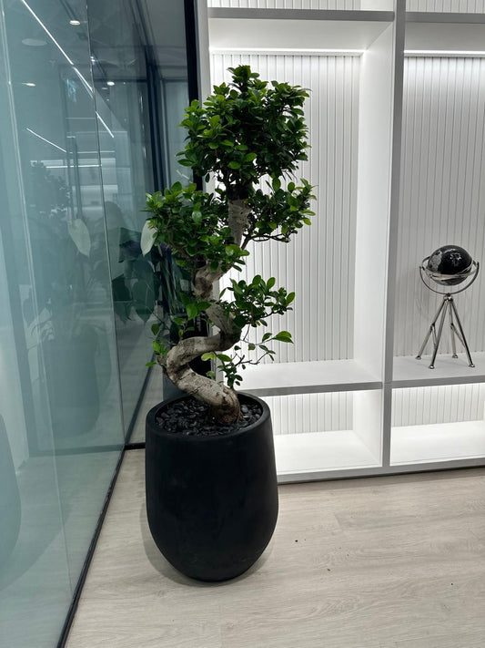 Office Plant Big Bonsai in Fiber Black