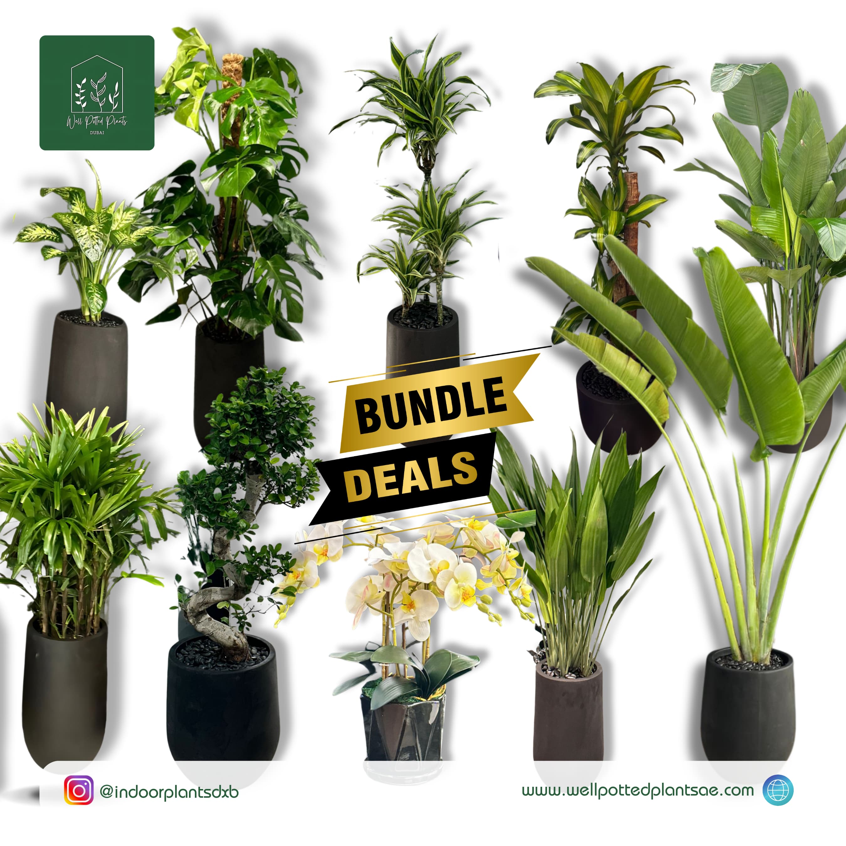 Office Plants Premium Bundle in Fiber Pot New 10pc