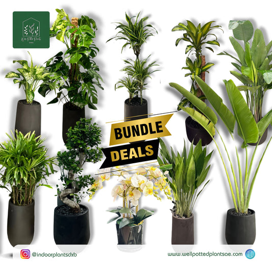 AA Premium Office Plants Bundle in Fiber Pot New