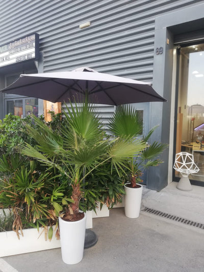 WOW Washintonia Palm in Ceramic