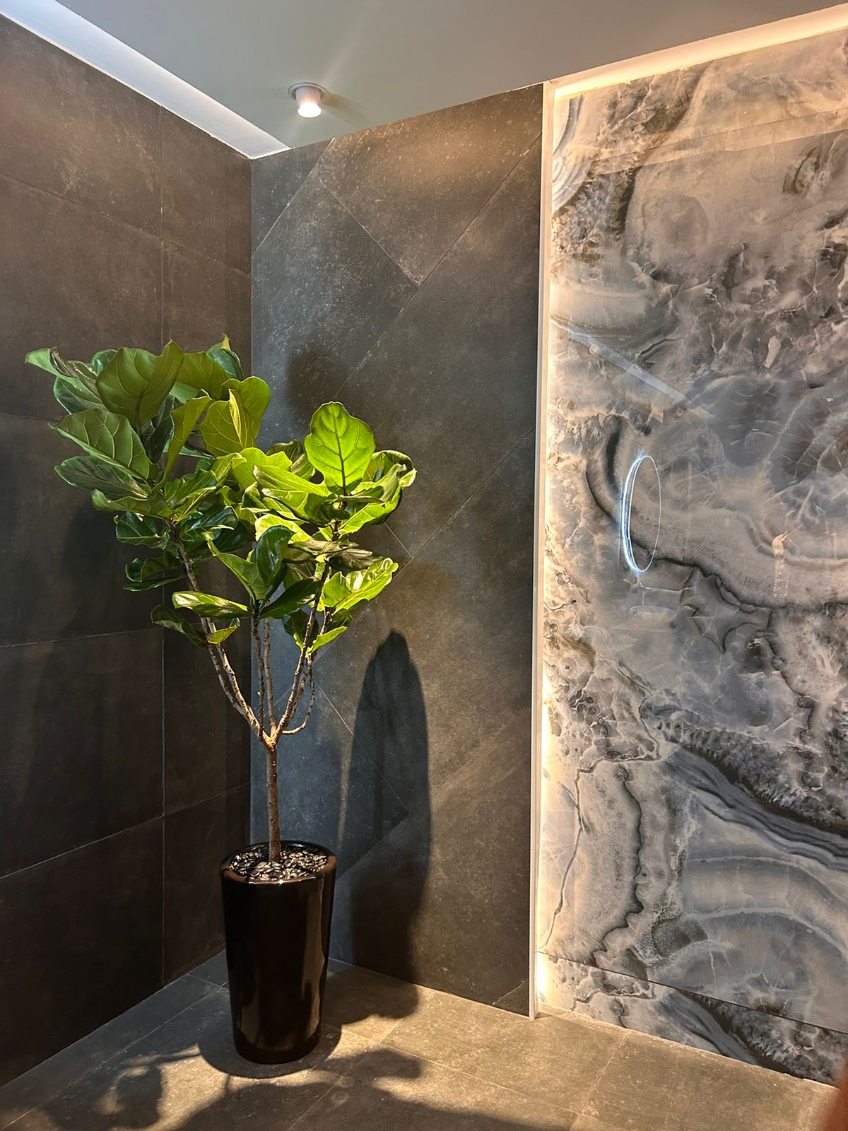 Fiddle Big Tree in Black Pot 1.8m to 2m