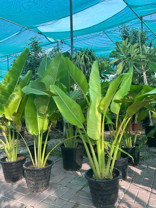 120DH Travellers Palm WOW 150cm