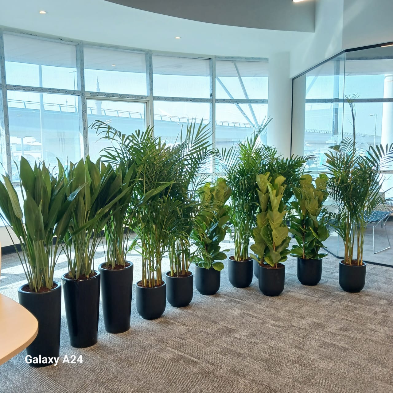 Office Plants Premium 11pcs Office Plants Bundle