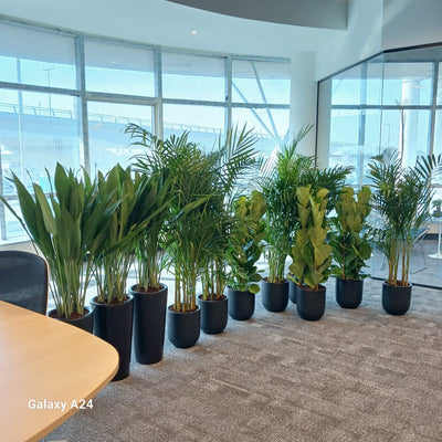 Office Plants Premium 11pcs Office Plants Bundle