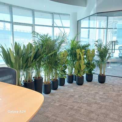 Office Plants Premium 11pcs Office Plants Bundle
