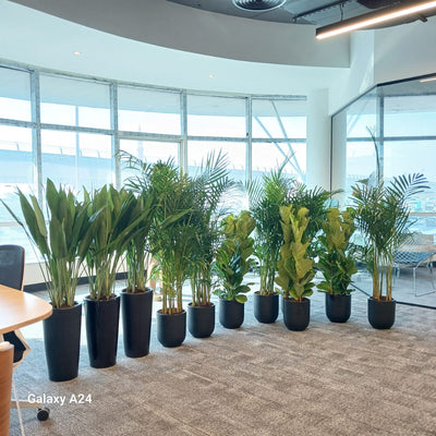 Office Plants Premium 11pcs Office Plants Bundle