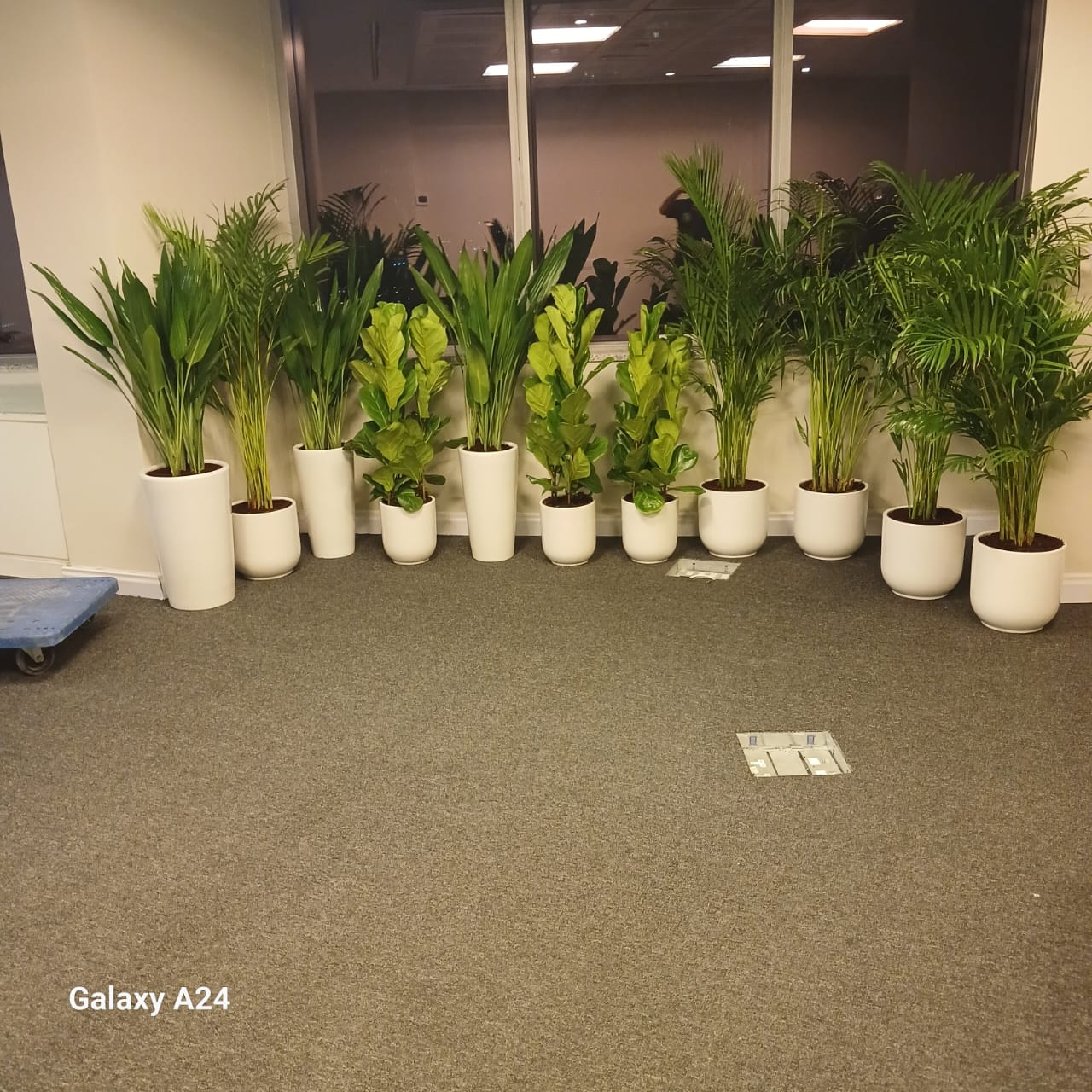 AA 11pcs Bundle Office Plants