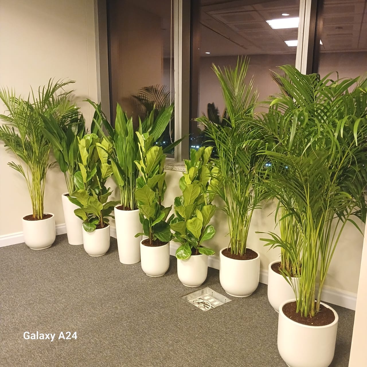 AA 11pcs Bundle Office Plants